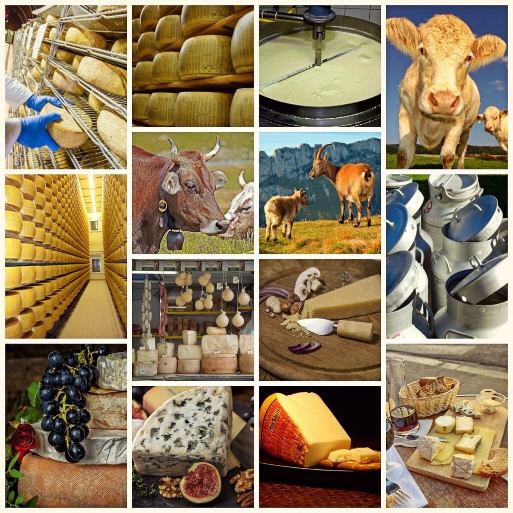 collage, cheese, dairy product-1585195.jpg