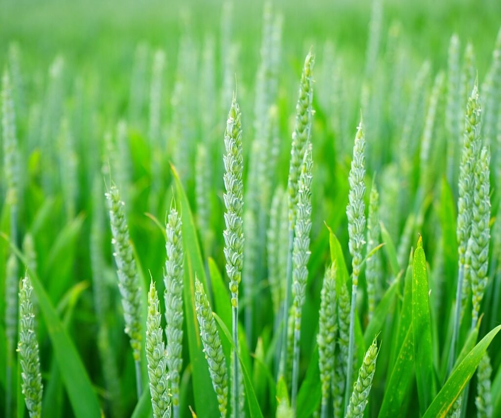 green, wheat, field-1117267.jpg